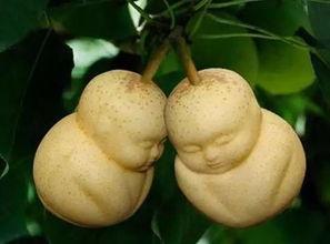 西游记之暗黑人参果,西游记中的神秘果实与命运之谜